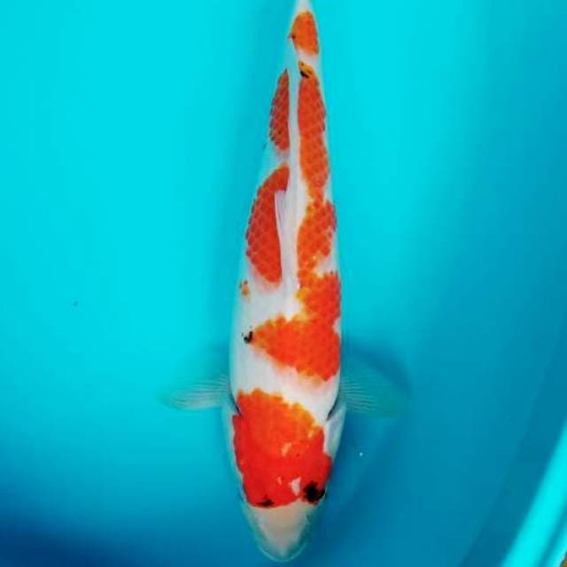 Kohaku 38