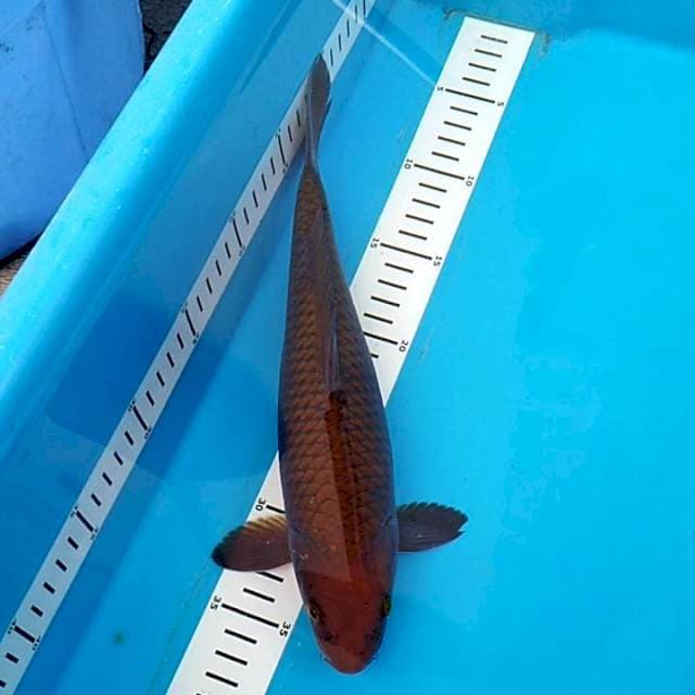 Chagoi tembaga 30cm