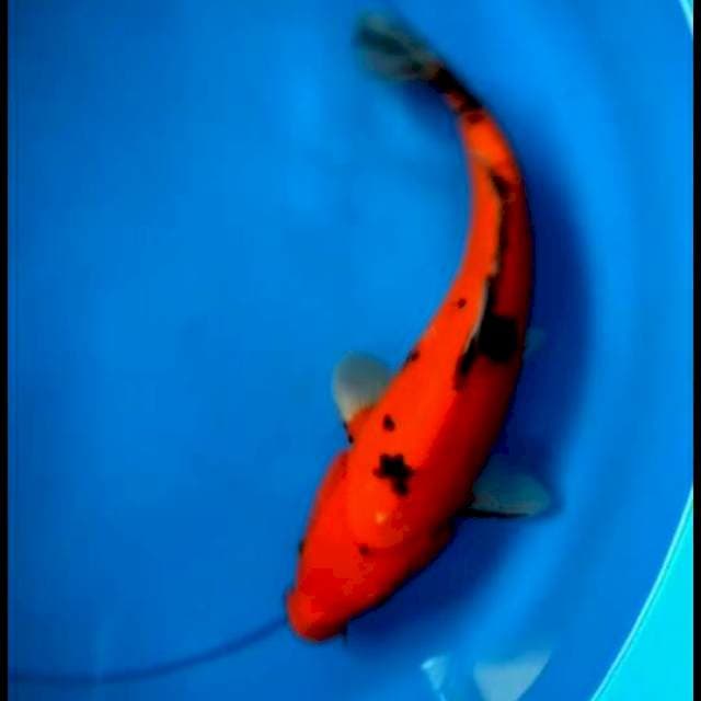 Ak beko 35 cm