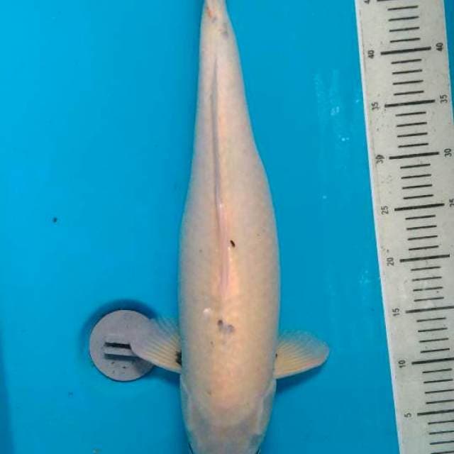 Shiromuji, 55 cm, Female