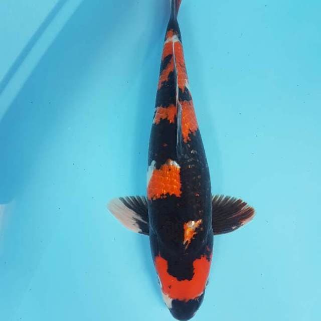 GOROMO