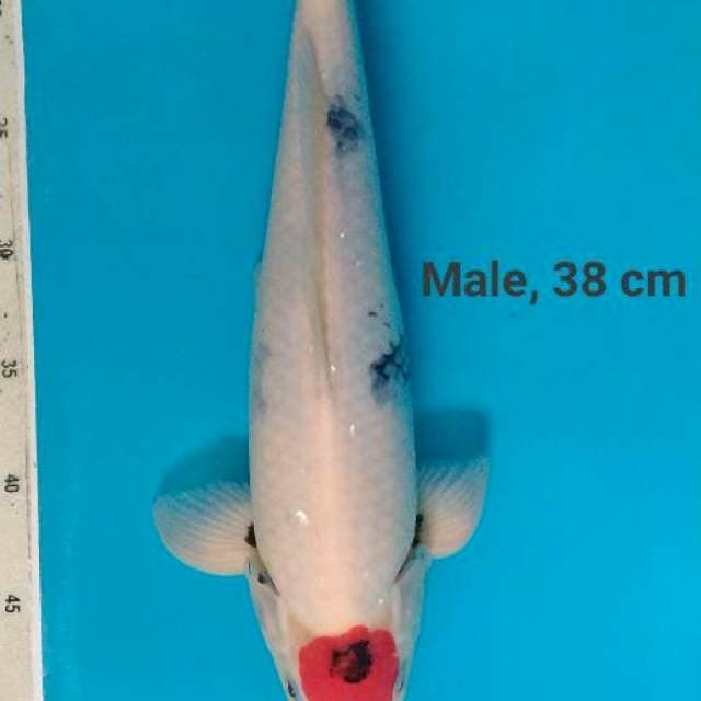Original Tancho Showa, 38 cm