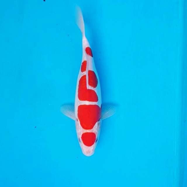 Maruten Doitsu Murni 29cm