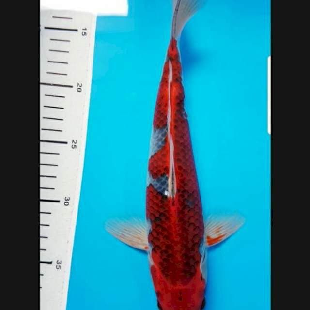 GOSHIKI RED 30cm JANTAN
