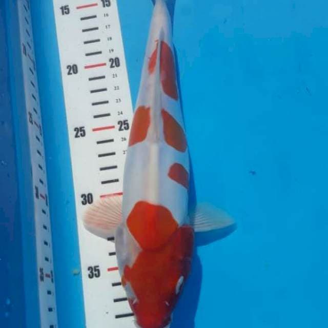 Kohaku..doitsu27cm