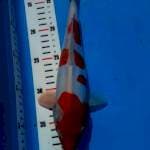 Kohaku..doitsu27cm