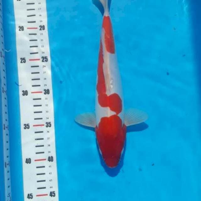 Kohaku doitsu29cm