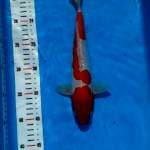 Kohaku doitsu29cm