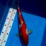 Kohaku 32