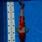 Kohaku 30cm
