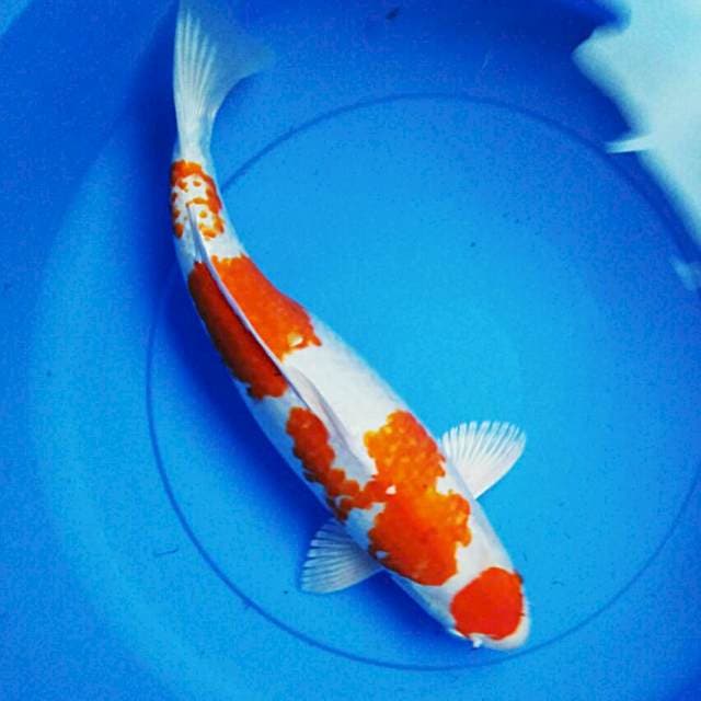 Maruten 44cm