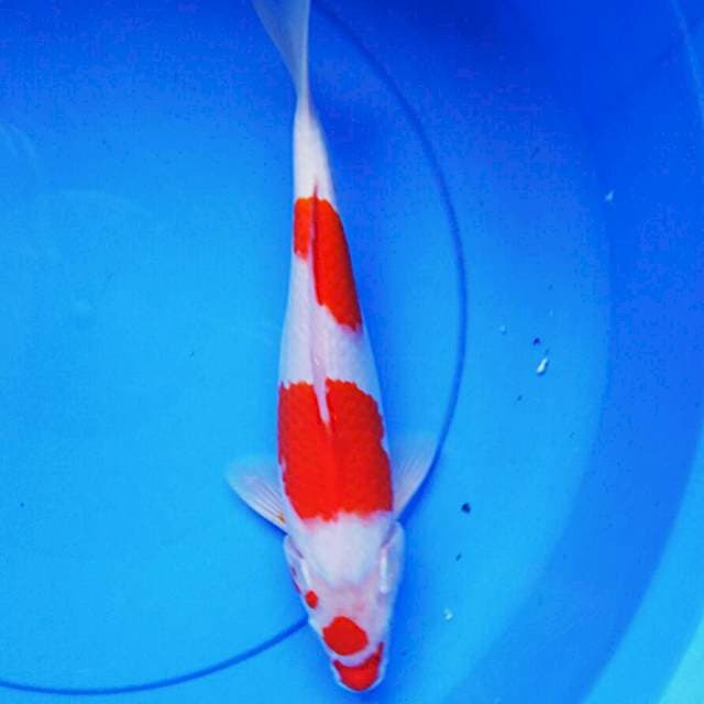 Kuchibeni jos 30cm