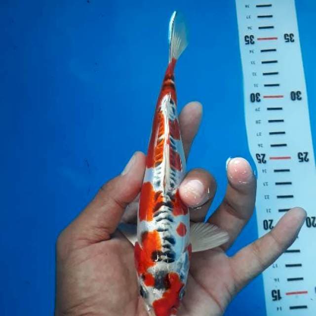 Kujaku doistu SQ 18cm