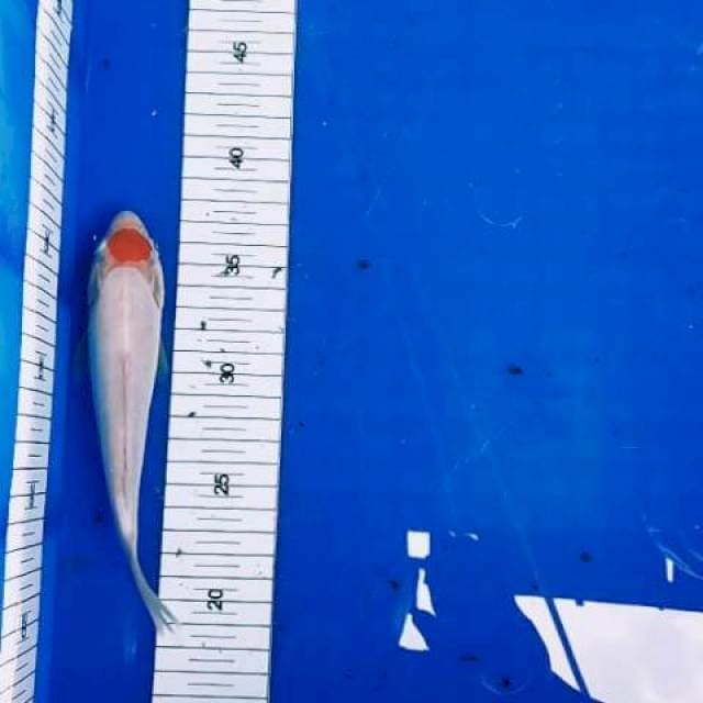 Tonco kohaku murni