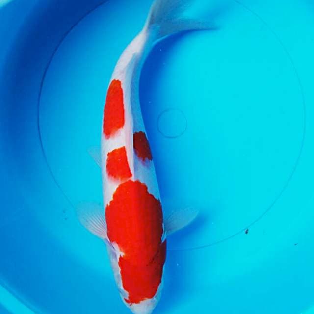 Kohaku strong 32cm male