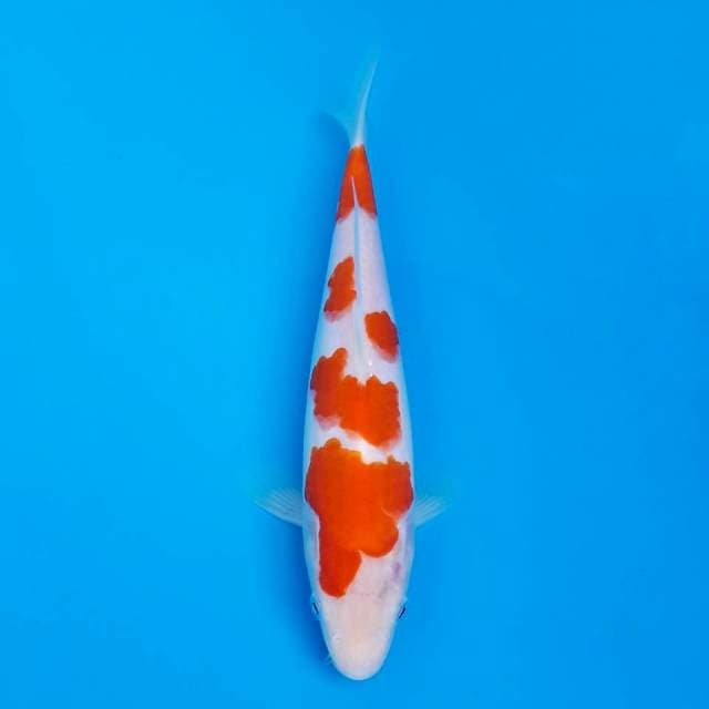 HQ Kohaku 23cm