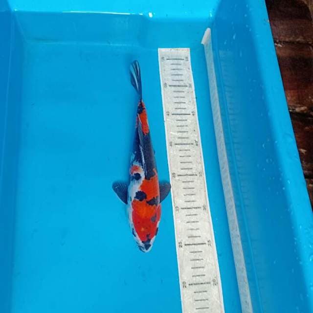 Sowa 27cm