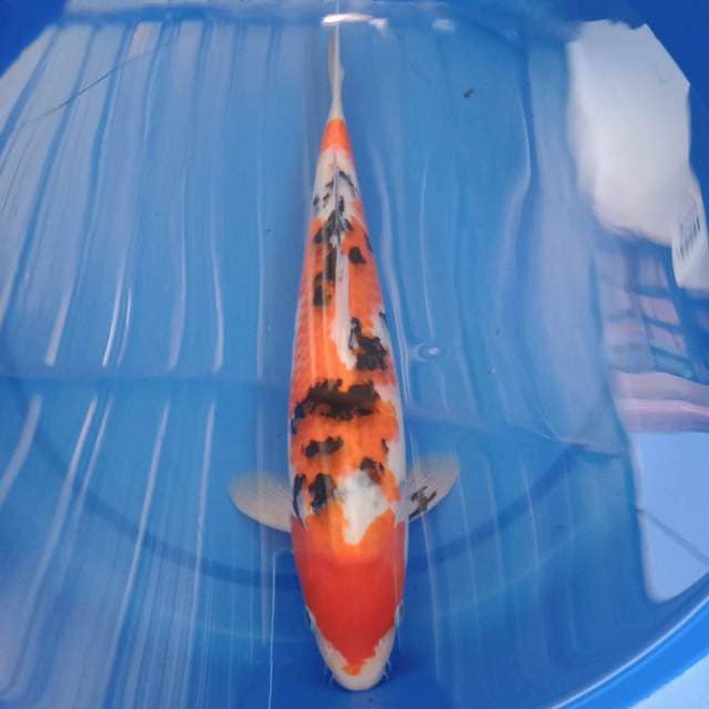 Sanke 38 cm