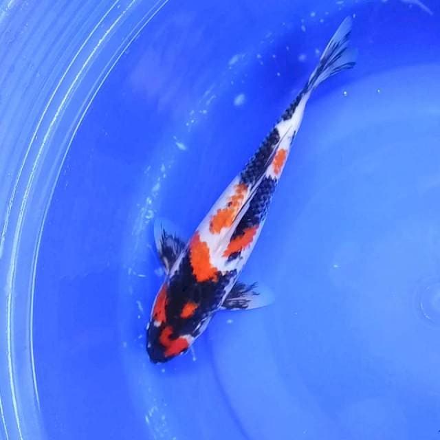 Maruten Showa # 33cm