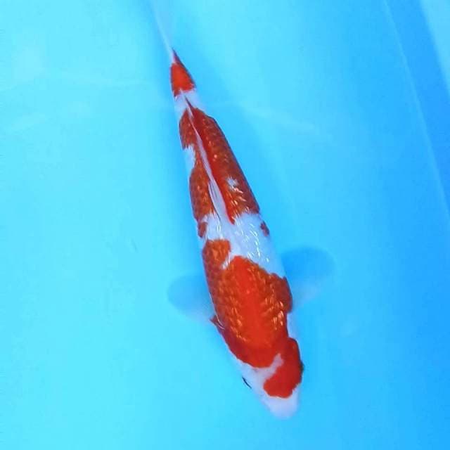 Kohaku Ginrin # 31cm