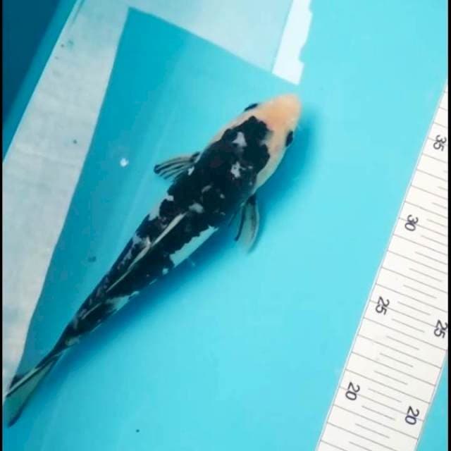 Doitsu 24cm