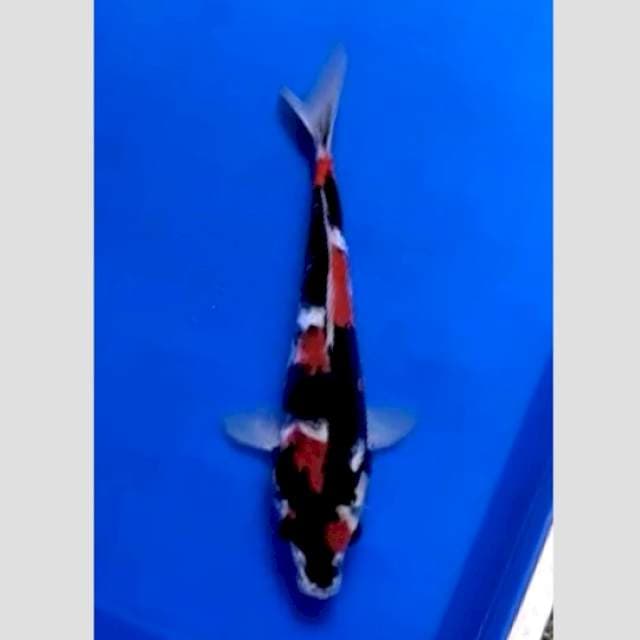 showa super istimewa merah banget 30cm
