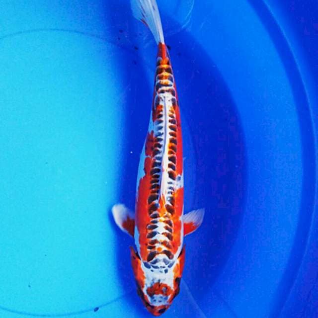 Kiko 39cm