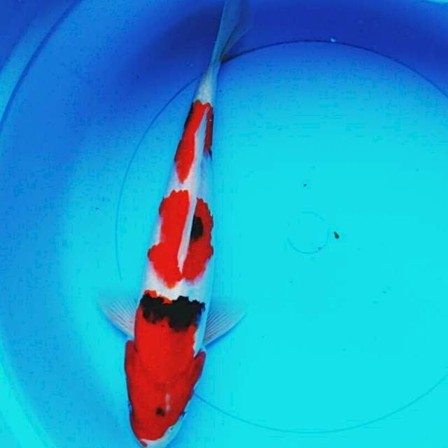 Sanke strong 30cm male
