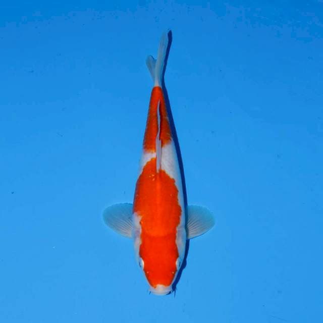 Nidan kohaku 24cm