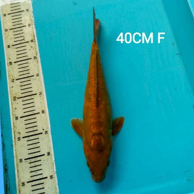JUMBO CHAGOI ARAGOKE 40cm FEMALE