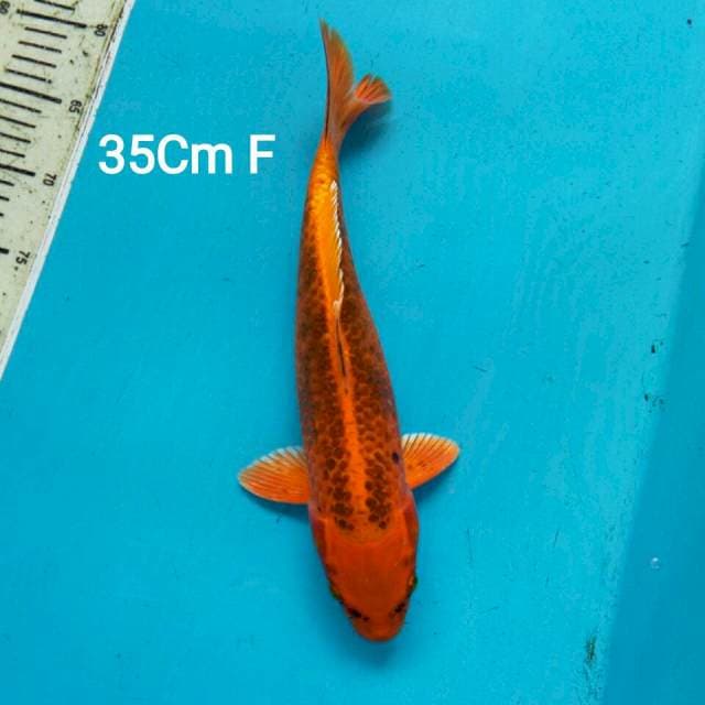 AKA MATSHUBA 35CM FEMALE