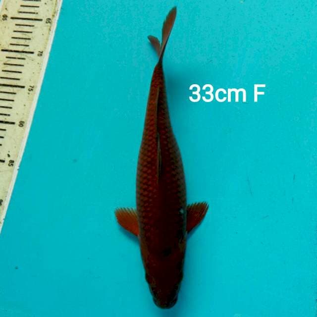 CHAGOI 33CM FEMALE