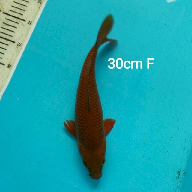 CHAGOI 30CM FEMALE