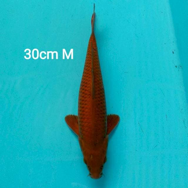 SUPER CHAGOI 30CM MALE
