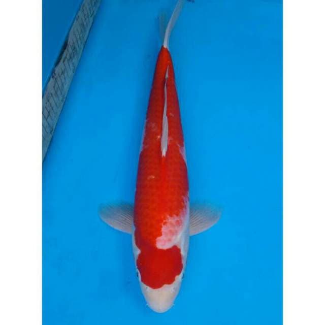 Okawa Kohaku Merah