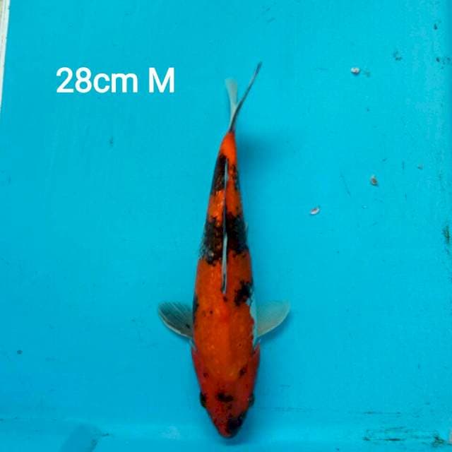 SHOWA SANSHOKU FULL GINRIN 28cm MALE