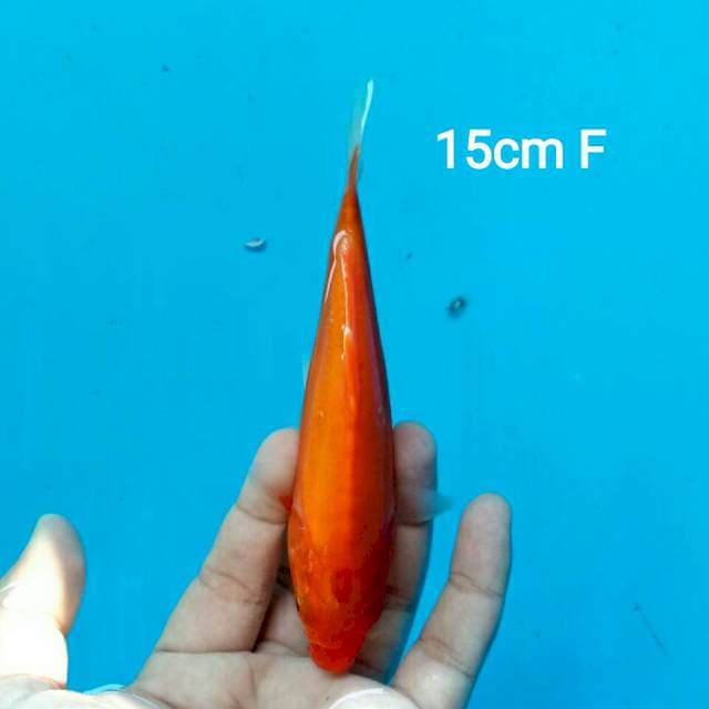BABY AKA HAJIRO DOITSU 15CM FEMALE
