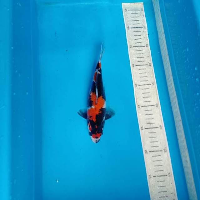 Showa 23cm
