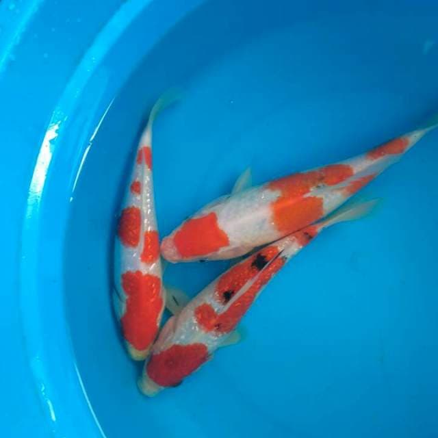 Sk mix hg
