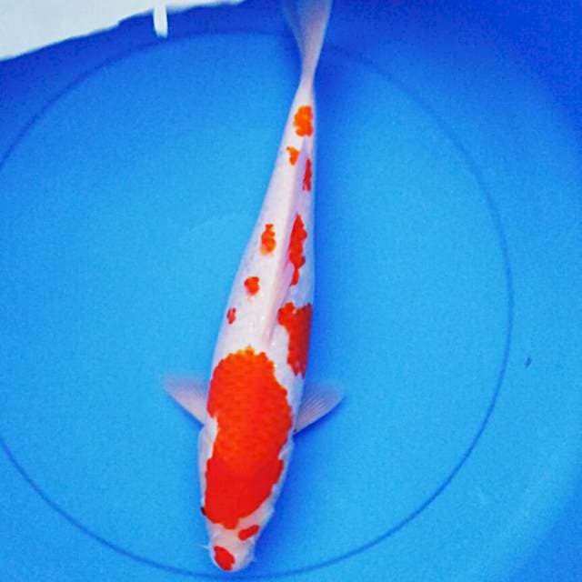Kohaku josss 35cm