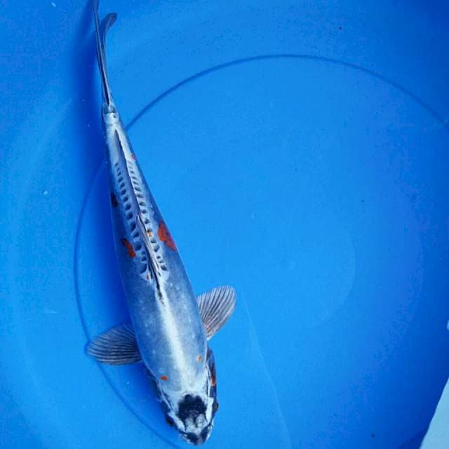 Bless one kiko 34cm male
