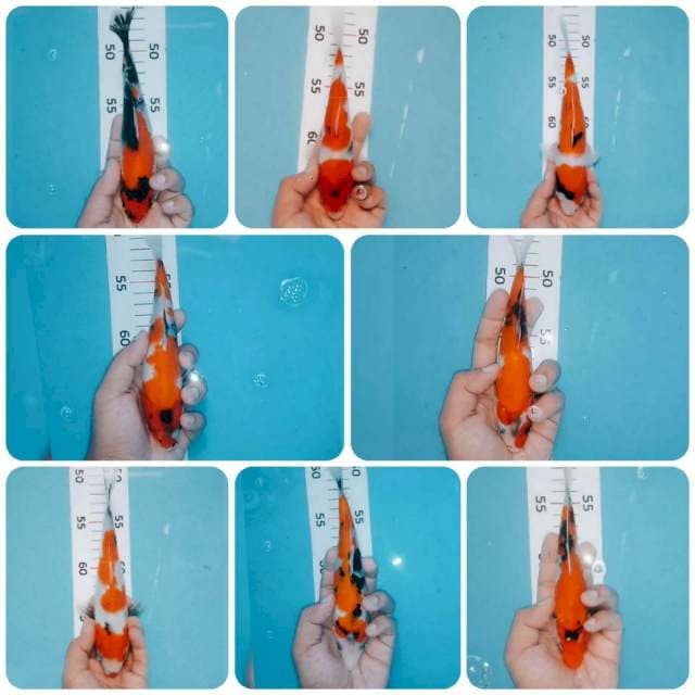 Borongan 8 ekor (18-25cm)