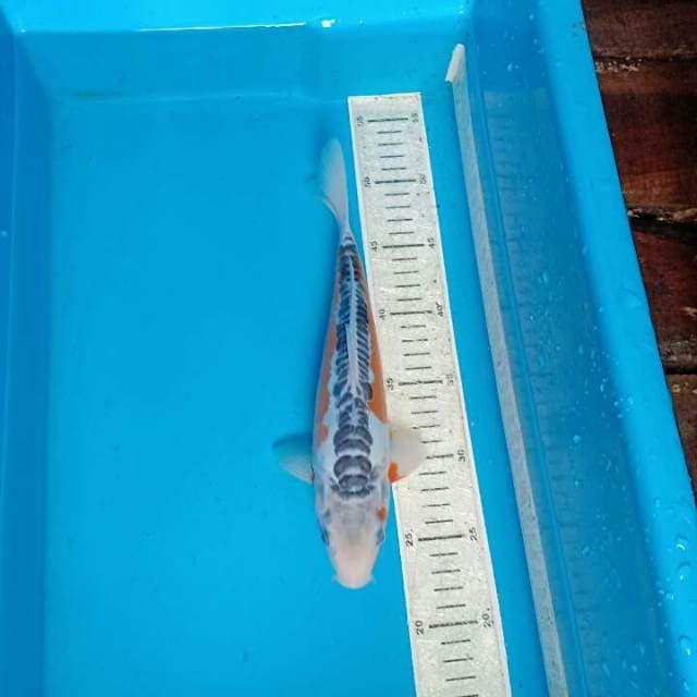 Shusui 29cm