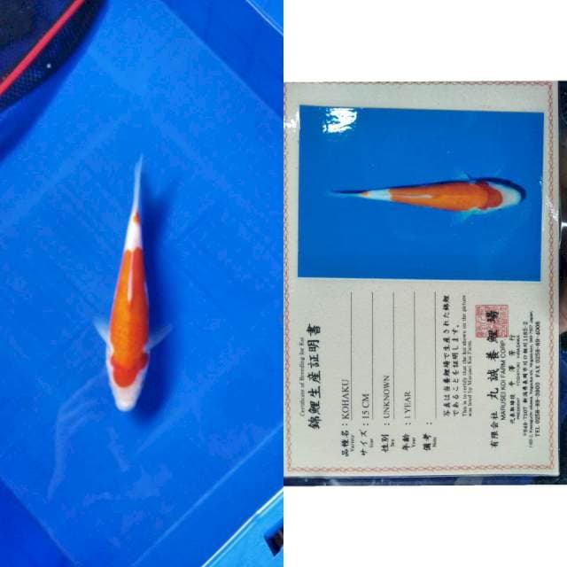 Kohaku marusei