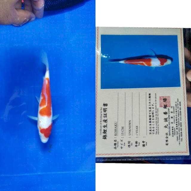 Kohaku marusei