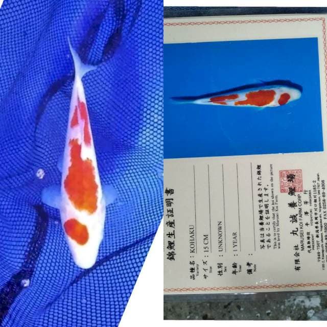 Kohaku marusei