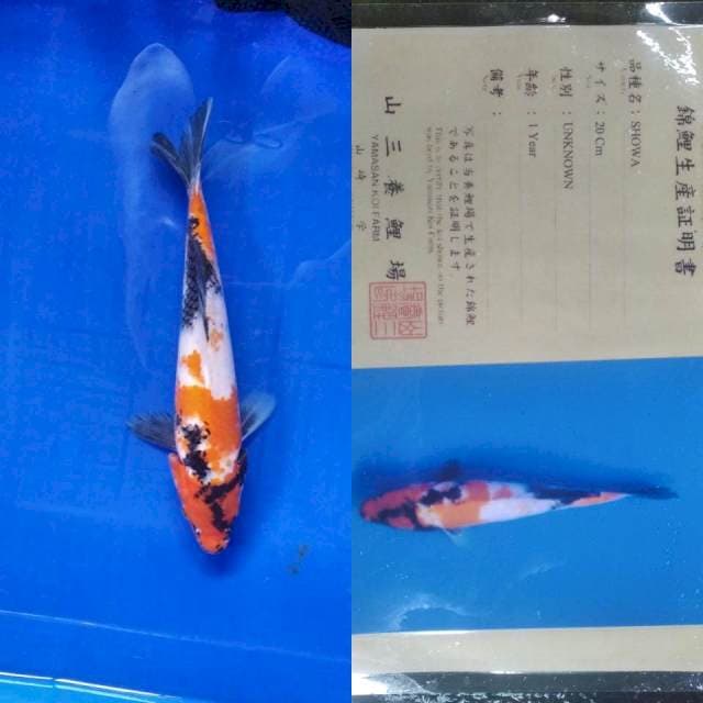 Showa yamasan