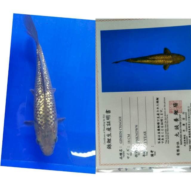 Chagoi gingrin marusei