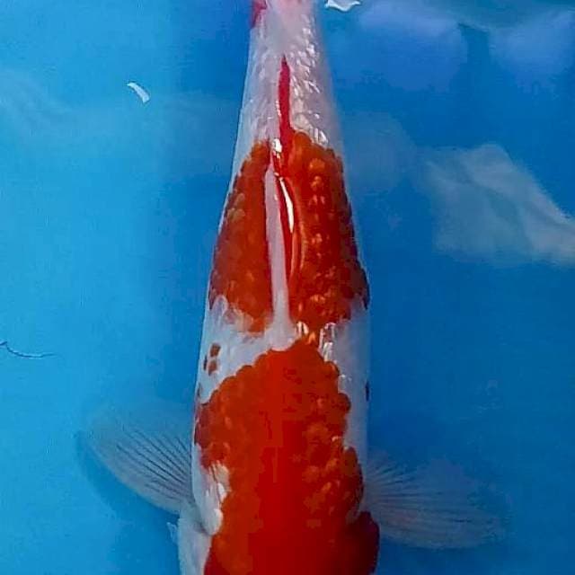 Kohaku gindrin