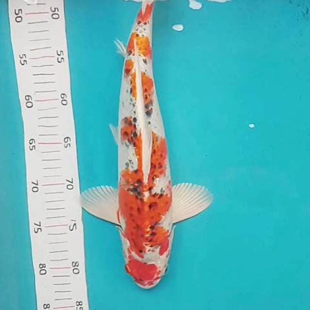Maruten 40 cm